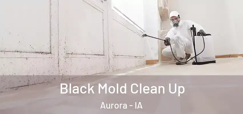  Black Mold Clean Up Aurora - IA