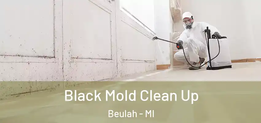  Black Mold Clean Up Beulah - MI