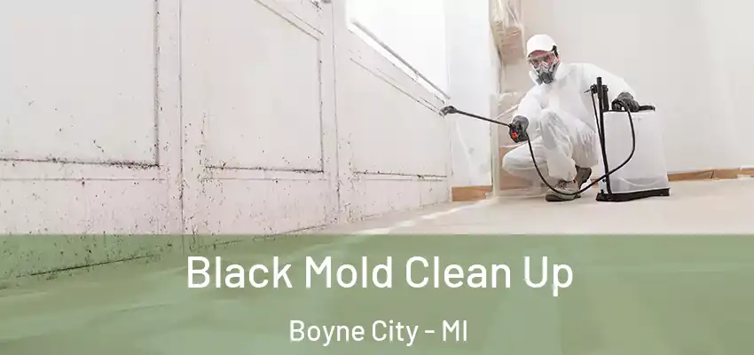  Black Mold Clean Up Boyne City - MI