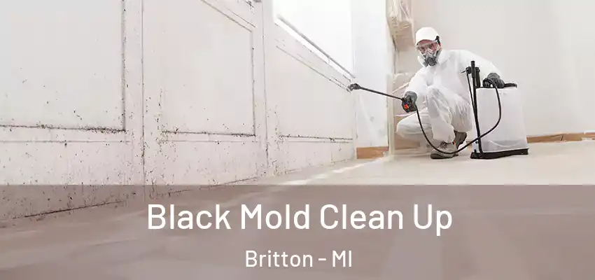  Black Mold Clean Up Britton - MI