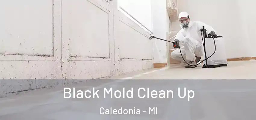  Black Mold Clean Up Caledonia - MI