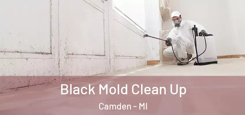  Black Mold Clean Up Camden - MI