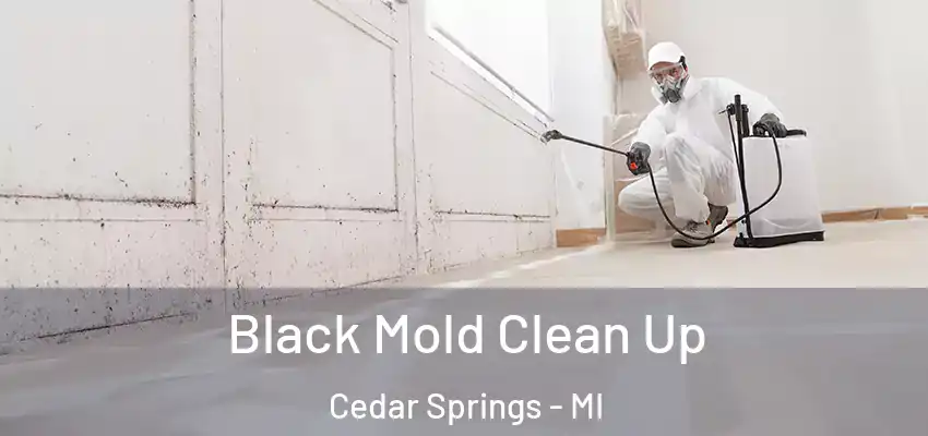  Black Mold Clean Up Cedar Springs - MI