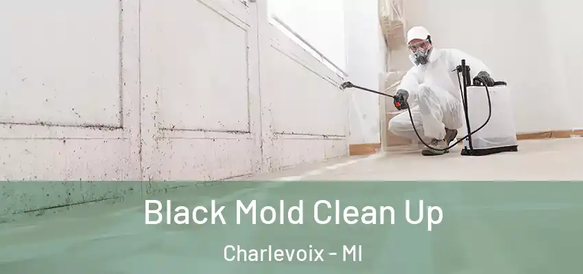  Black Mold Clean Up Charlevoix - MI