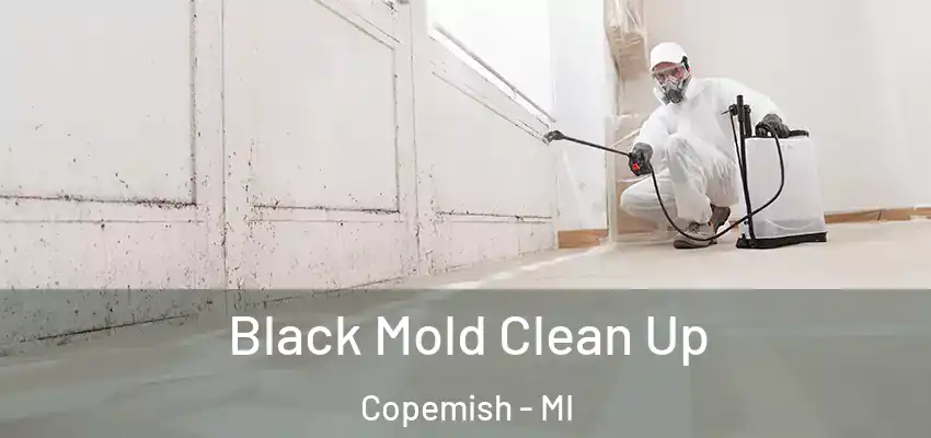  Black Mold Clean Up Copemish - MI