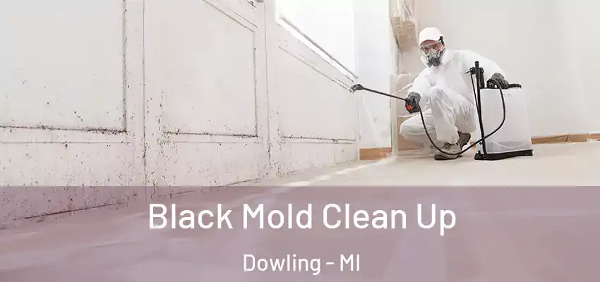  Black Mold Clean Up Dowling - MI