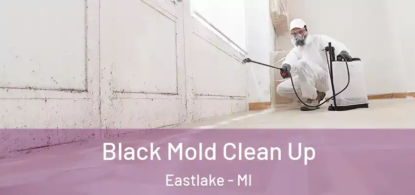 Black Mold Clean Up Eastlake - MI