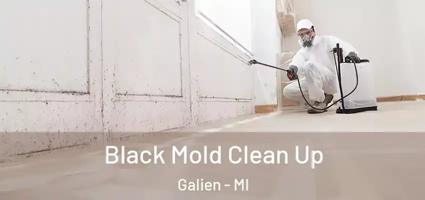  Black Mold Clean Up Galien - MI