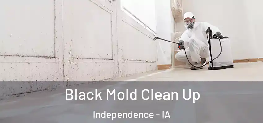  Black Mold Clean Up Independence - IA