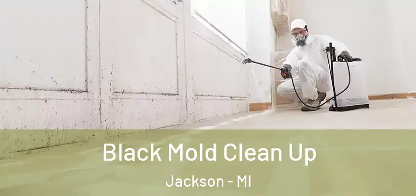 Black Mold Clean Up Jackson - MI