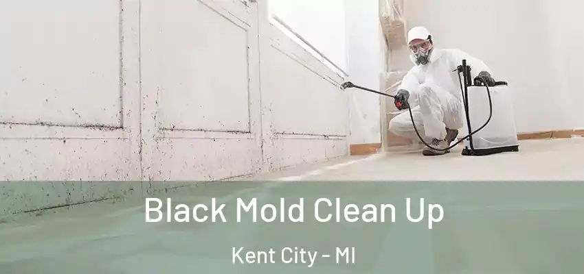  Black Mold Clean Up Kent City - MI