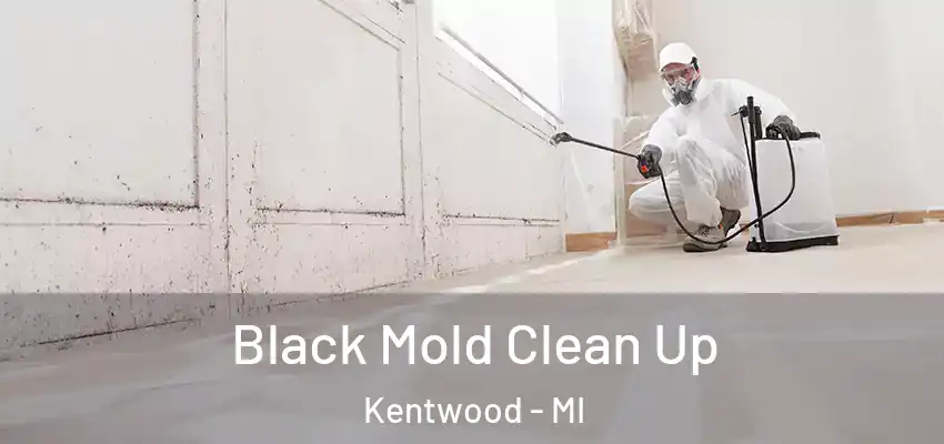 Black Mold Clean Up Kentwood - MI