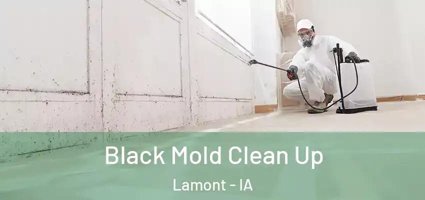  Black Mold Clean Up Lamont - IA
