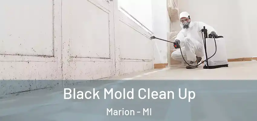  Black Mold Clean Up Marion - MI
