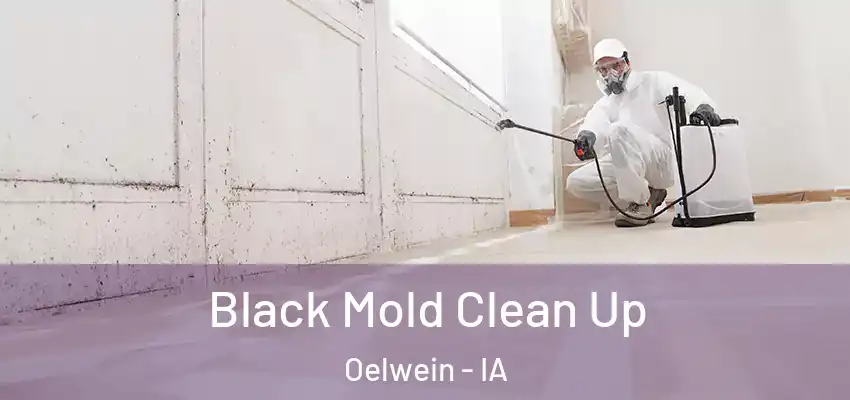  Black Mold Clean Up Oelwein - IA