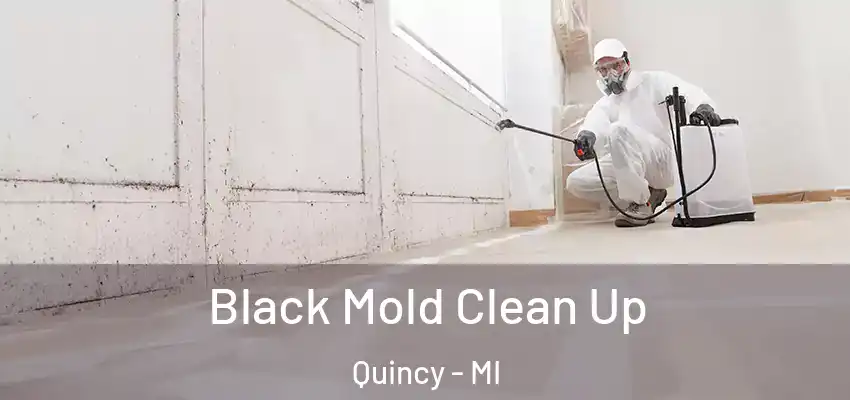  Black Mold Clean Up Quincy - MI
