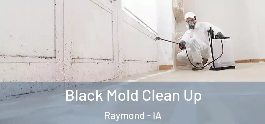  Black Mold Clean Up Raymond - IA