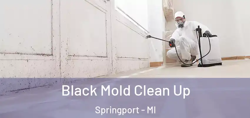 Black Mold Clean Up Springport - MI