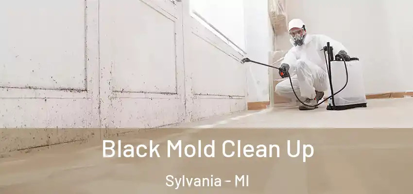 Black Mold Clean Up Sylvania - MI