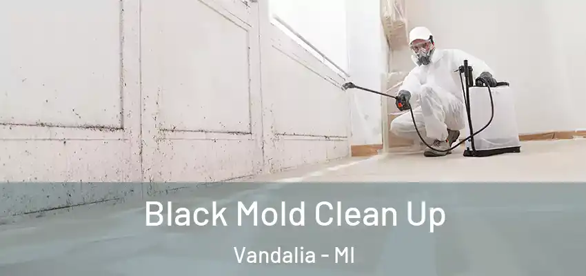 Black Mold Clean Up Vandalia - MI