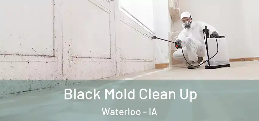 Black Mold Clean Up Waterloo - IA