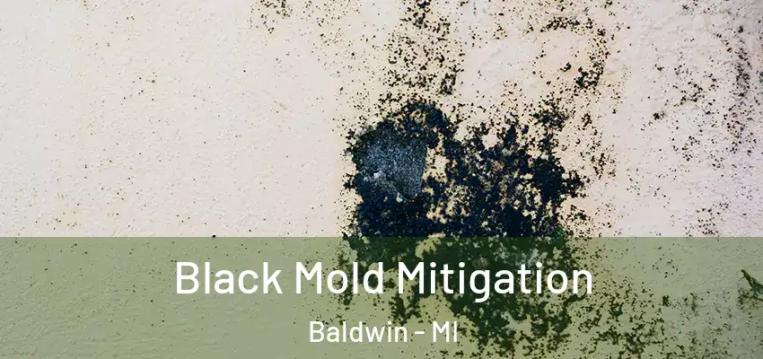  Black Mold Mitigation Baldwin - MI