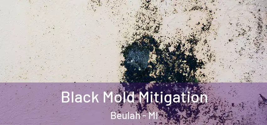  Black Mold Mitigation Beulah - MI