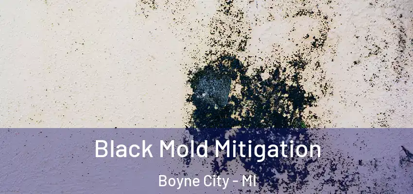  Black Mold Mitigation Boyne City - MI