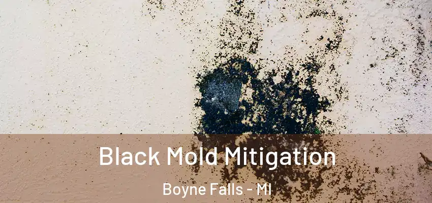  Black Mold Mitigation Boyne Falls - MI