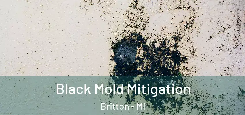  Black Mold Mitigation Britton - MI