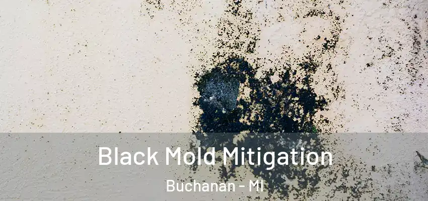  Black Mold Mitigation Buchanan - MI