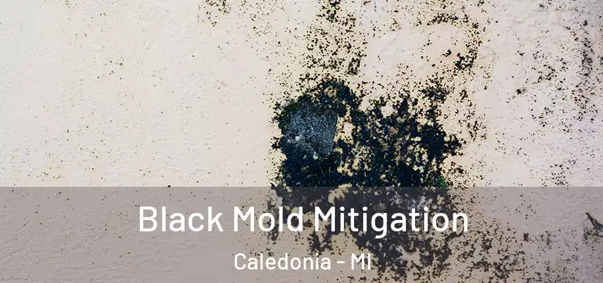  Black Mold Mitigation Caledonia - MI