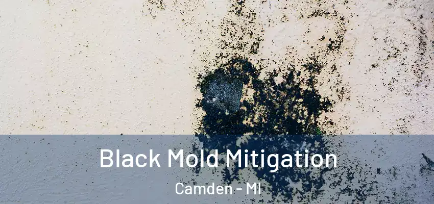  Black Mold Mitigation Camden - MI
