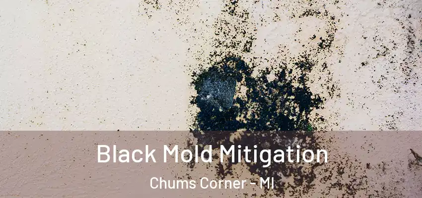  Black Mold Mitigation Chums Corner - MI