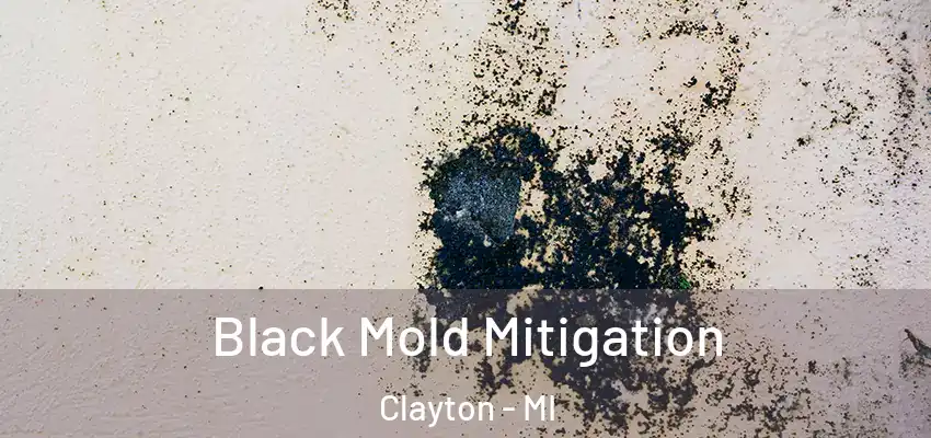  Black Mold Mitigation Clayton - MI