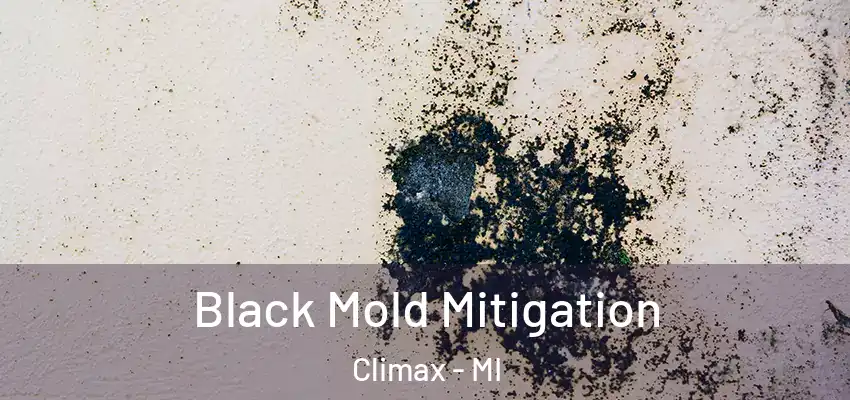  Black Mold Mitigation Climax - MI
