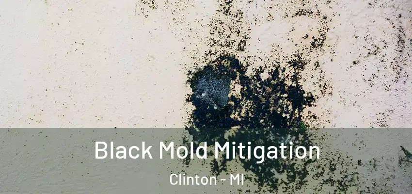  Black Mold Mitigation Clinton - MI