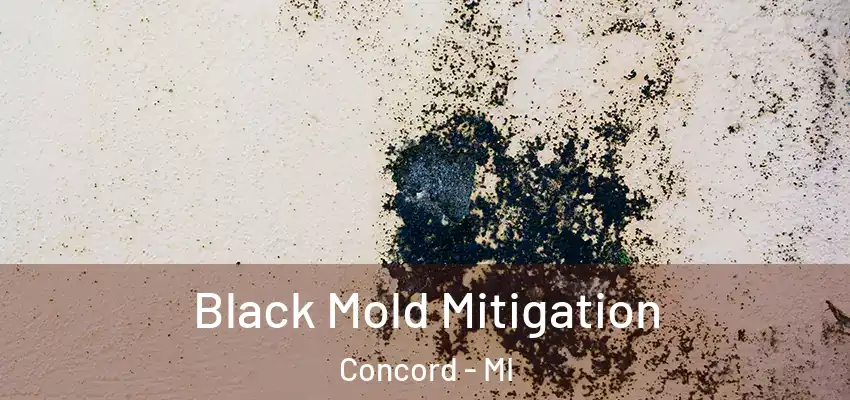  Black Mold Mitigation Concord - MI