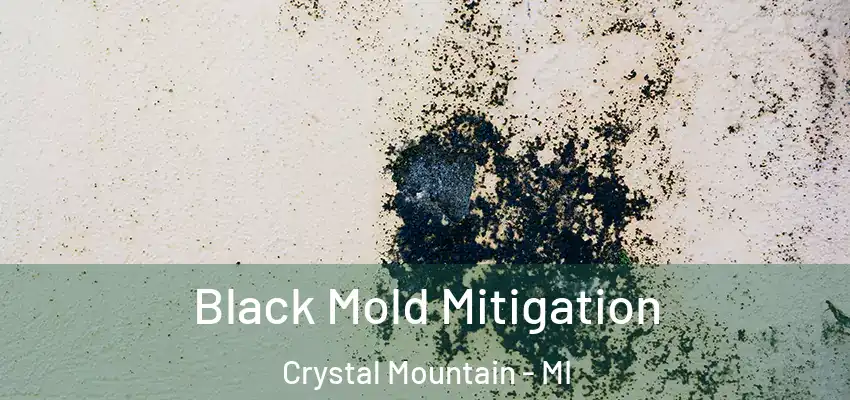 Black Mold Mitigation Crystal Mountain - MI