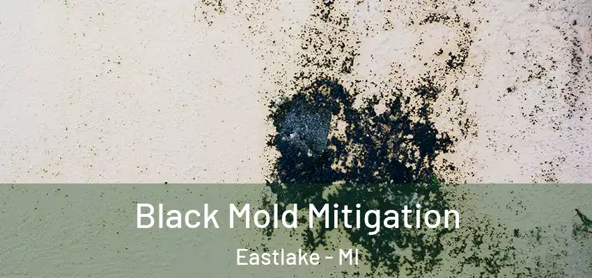  Black Mold Mitigation Eastlake - MI
