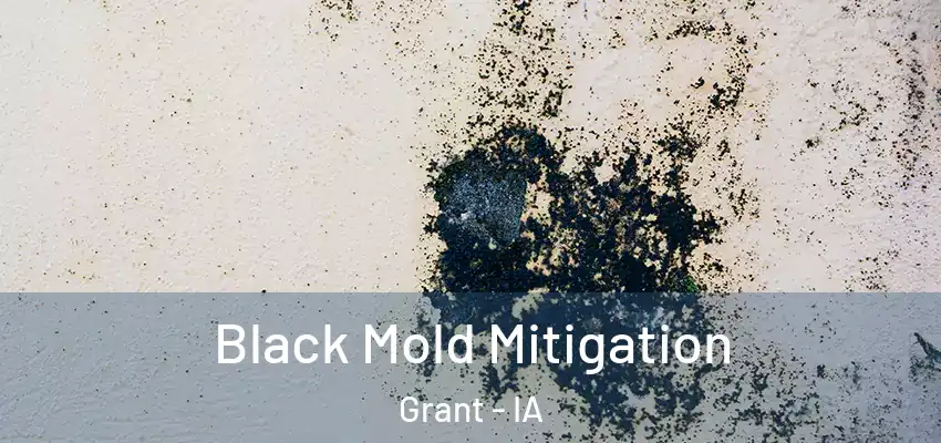  Black Mold Mitigation Grant - IA