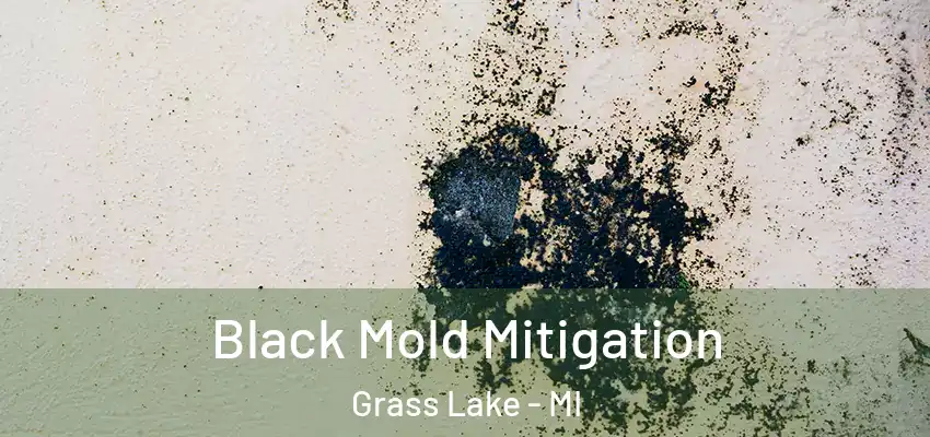 Black Mold Mitigation Grass Lake - MI