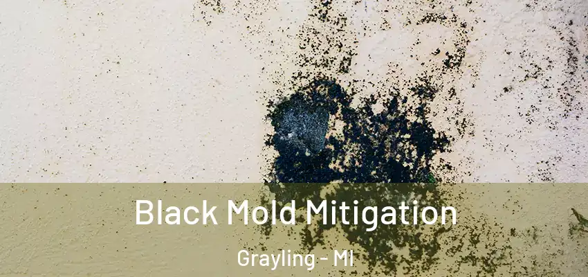  Black Mold Mitigation Grayling - MI