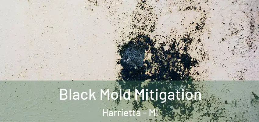  Black Mold Mitigation Harrietta - MI
