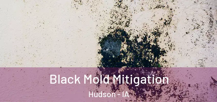  Black Mold Mitigation Hudson - IA