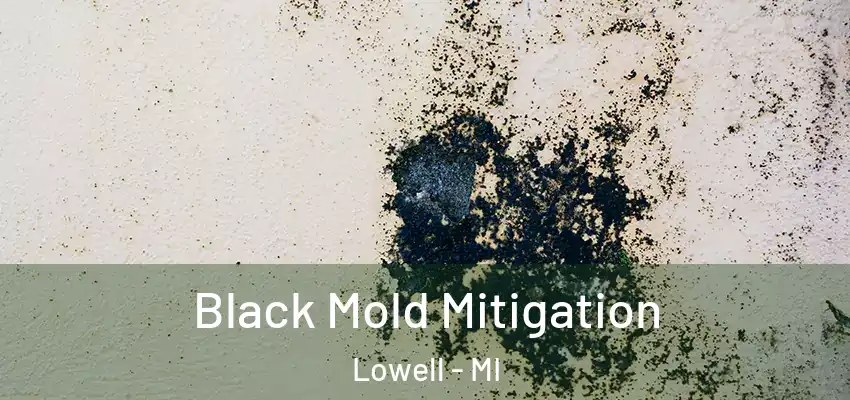  Black Mold Mitigation Lowell - MI
