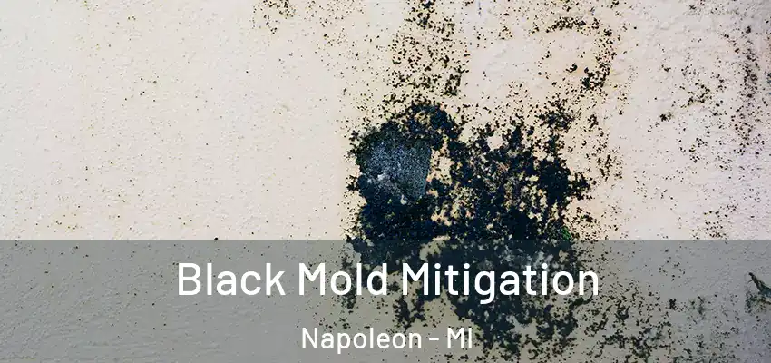 Black Mold Mitigation Napoleon - MI