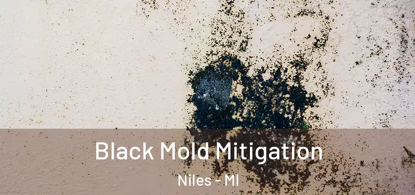  Black Mold Mitigation Niles - MI
