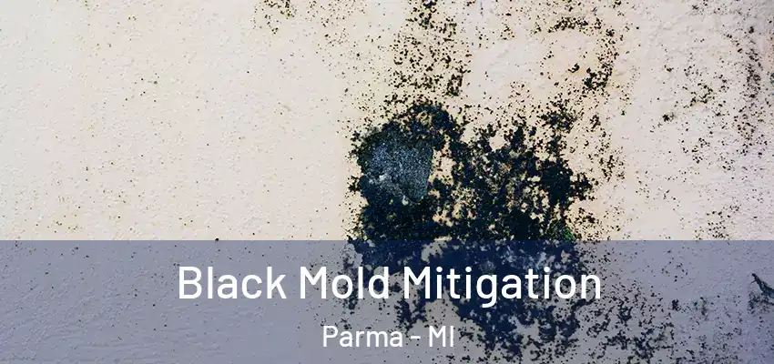  Black Mold Mitigation Parma - MI