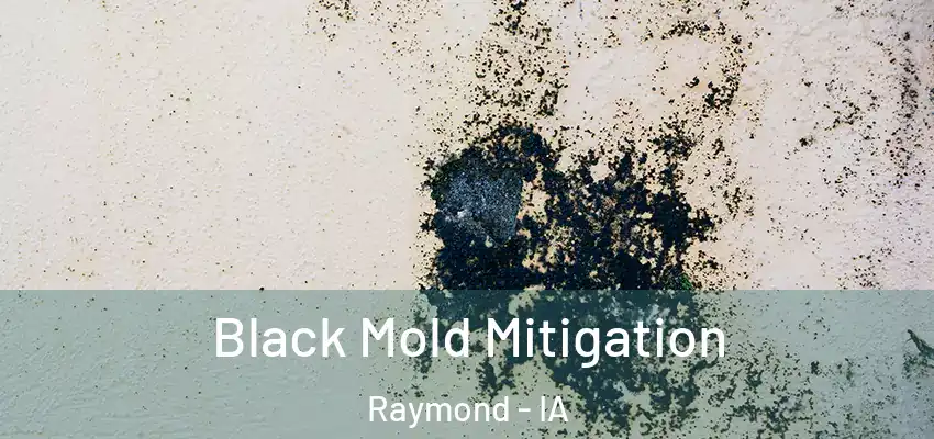 Black Mold Mitigation Raymond - IA
